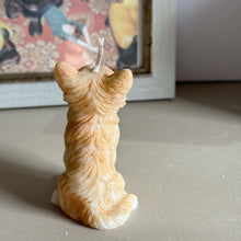 Load image into Gallery viewer, Long Hair Chihuahua