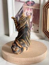 Load image into Gallery viewer, Maine Coon