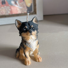 Load image into Gallery viewer, Long Hair Chihuahua