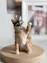 Load image into Gallery viewer, Maine Coon