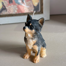 Load image into Gallery viewer, Long Hair Chihuahua