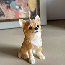 Load image into Gallery viewer, Long Hair Chihuahua