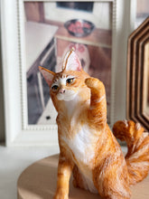 Load image into Gallery viewer, Maine Coon