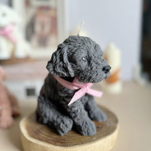 Load image into Gallery viewer, Cockapoo