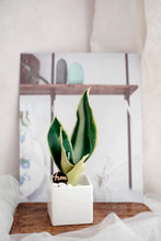 Load image into Gallery viewer, Wax Plant Experience Fun Class