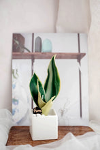 Load image into Gallery viewer, Wax Plant Course Series - Certification Class