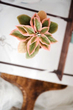 Load image into Gallery viewer, Wax Plant Course Series - Certification Class