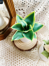Load image into Gallery viewer, Wax Plant Experience Fun Class