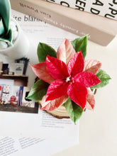 Load image into Gallery viewer, Wax Plant Experience Fun Class