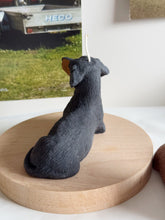 Load image into Gallery viewer, Short Hair Dachshund
