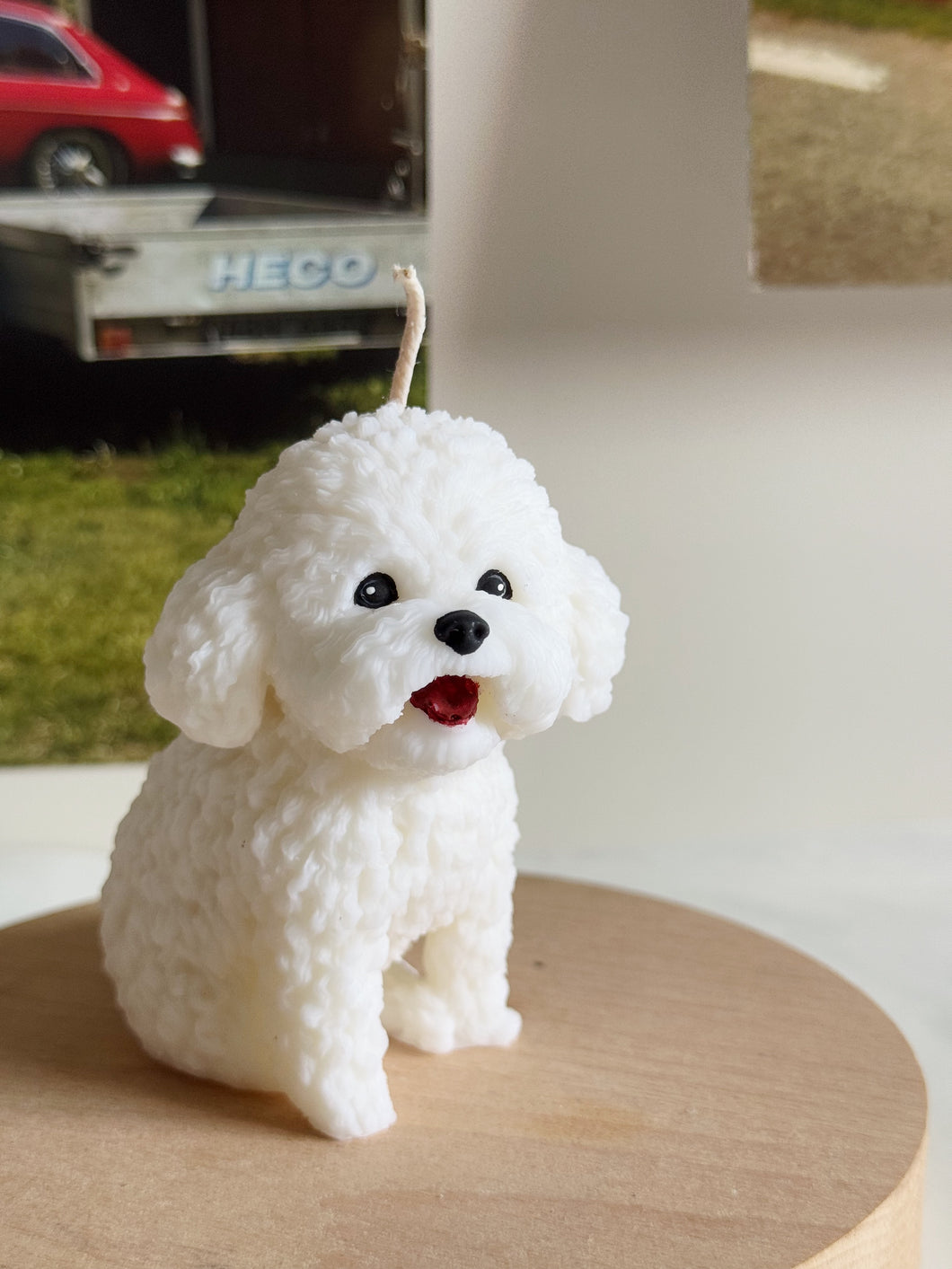 Bichon