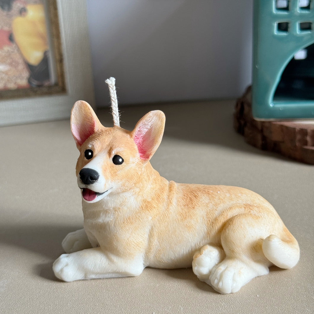 Long Tail Corgi