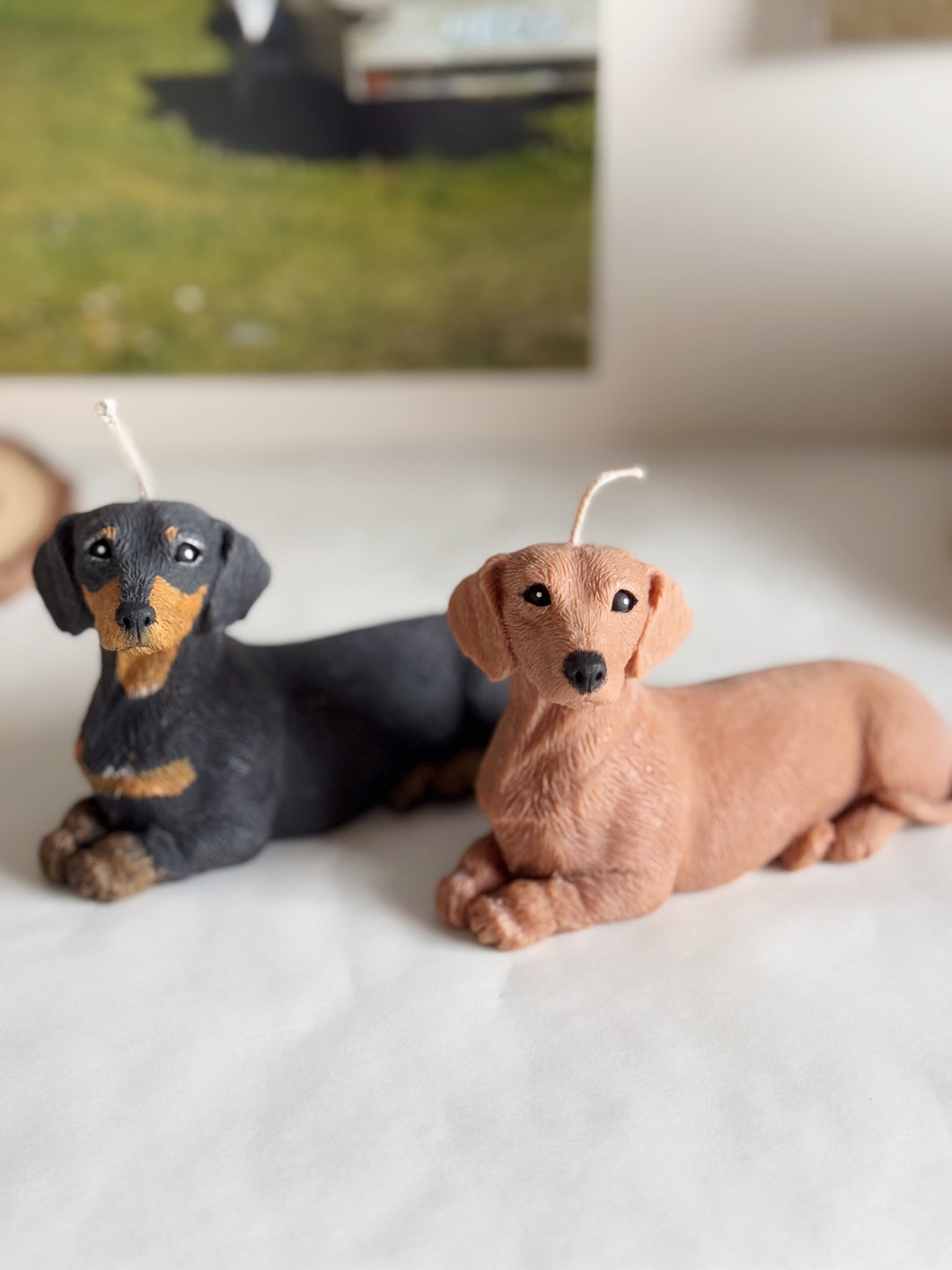 Short Hair Dachshund