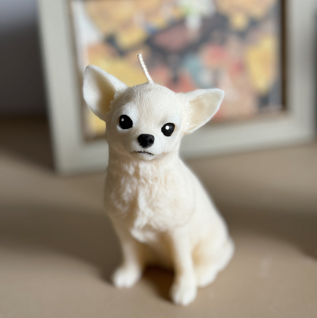 Chihuahua