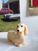 Load image into Gallery viewer, Long Hair Dachshund
