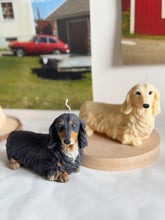 Load image into Gallery viewer, Long Hair Dachshund
