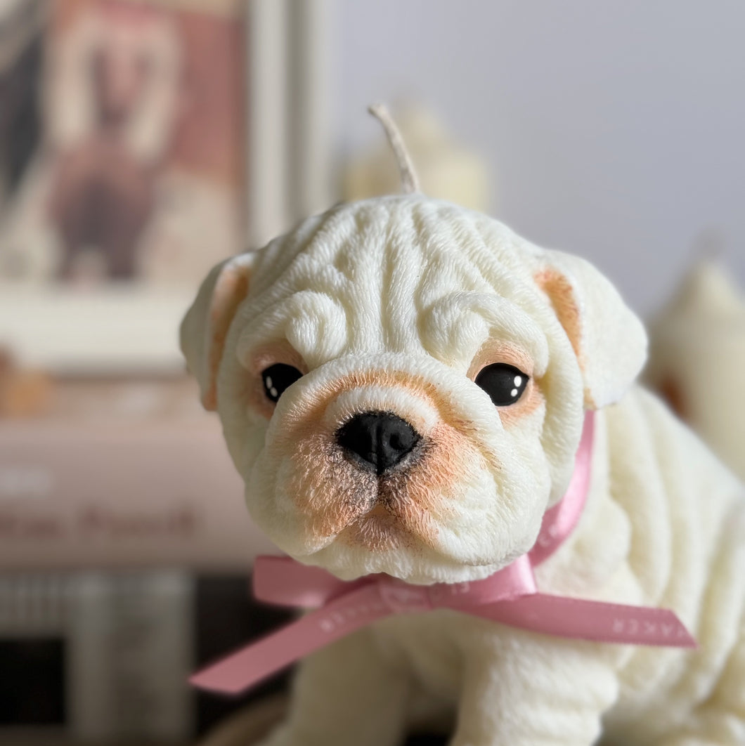 English Bulldog